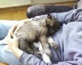 /album/korzar/miminko-koro-jpg/